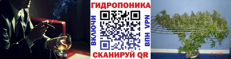 Конопля сатива  Салават 